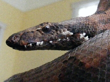Large  Male  Paulsoni