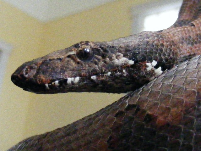 Large  Male  Paulsoni