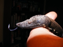 Ambon Boa white tounge female