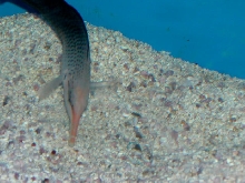 Saltwater - Austin Aquariums