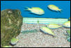 Saltwater Photos