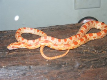 amel1