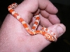 baby1