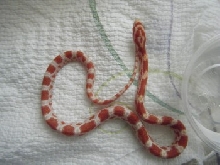 baby 2