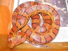 bigO3