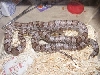 cc1