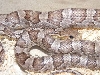cc2