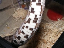 cc5
