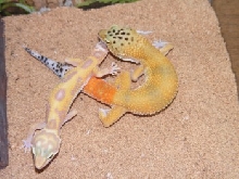 gecko