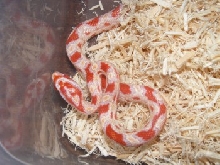 high white