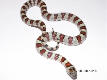 Male Laredo Thayeri