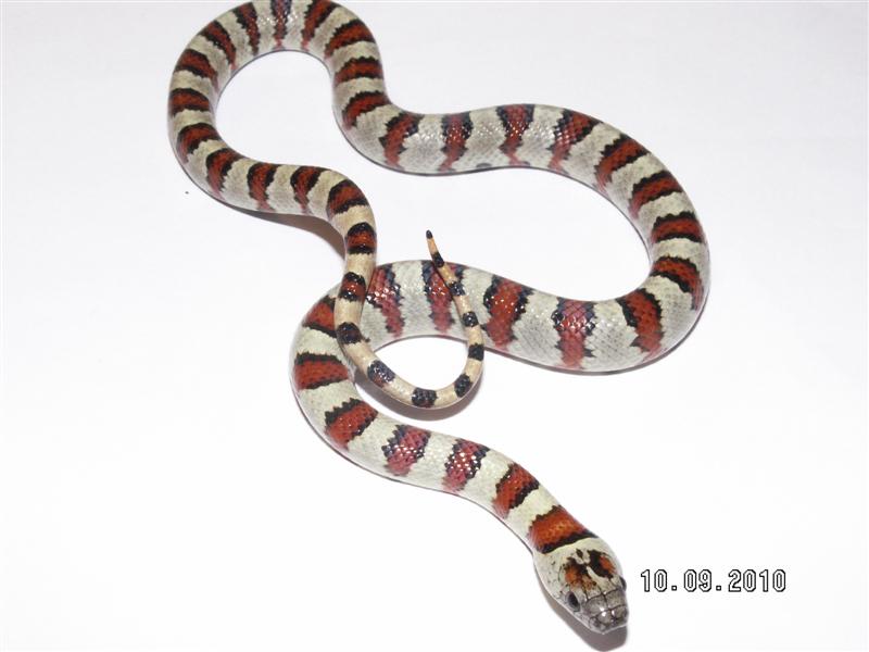 Male Laredo Thayeri
