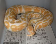 High-contrast female Albino Ball Python