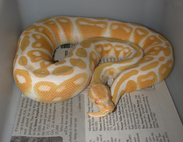 High-contrast female Albino Ball Python