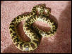 female Cape York Spotted Python