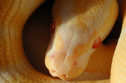 High-contrast male Albino Ball Python