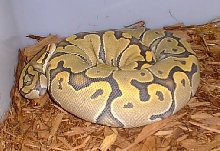 female Orange "Ghost"