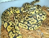 Pastel Jungle pair