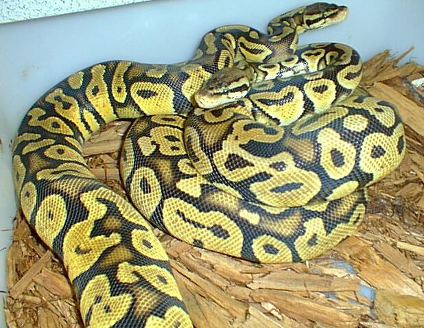 Pastel Jungle pair