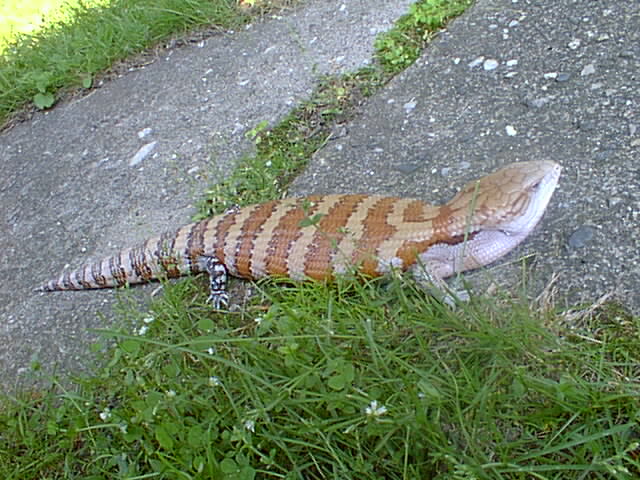 male Irian Jaya BTS