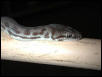 Axanthic appearing Large-Blotched Python