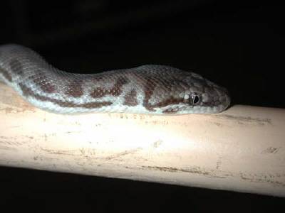 Axanthic appearing Large-Blotched Python