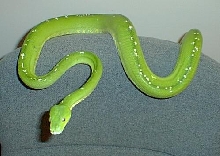 male Aru GTP