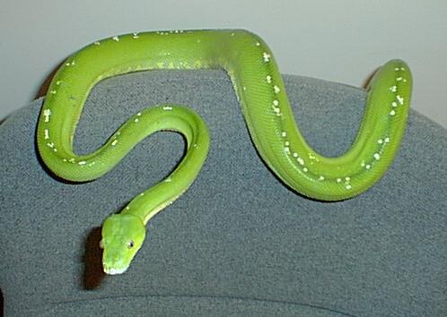 male Aru GTP
