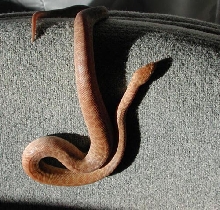 female hypo Childrens Python