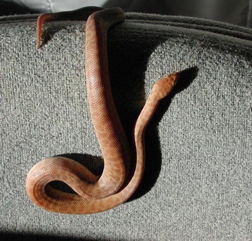 female hypo Childrens Python