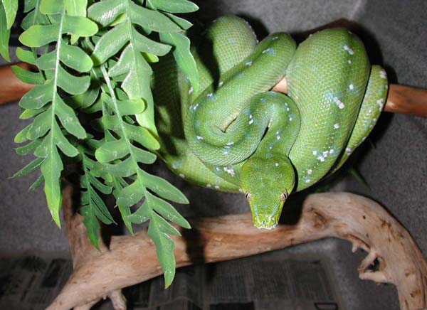 female Aru GTP