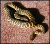 male stimsoni