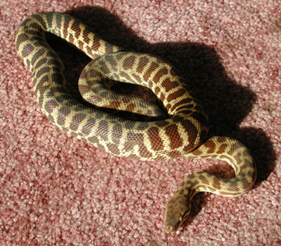 male stimsoni