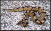 Reduced Pattern Ball Python