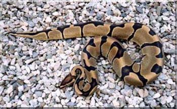 Reduced Pattern Ball Python