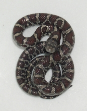 snake