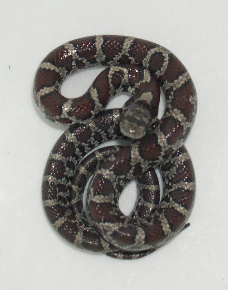 snake