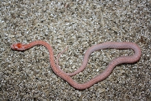 amel striped tessera