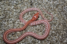 amel tessera corn