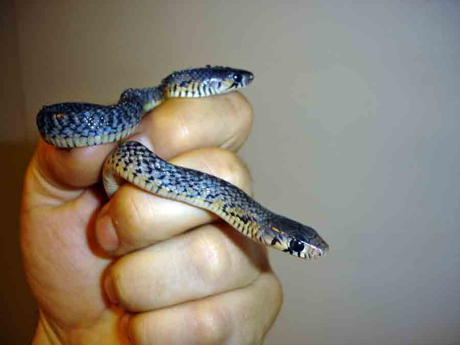 08 Rubidus hatchlings