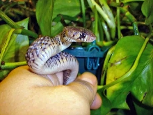 Rubidus female hatchling