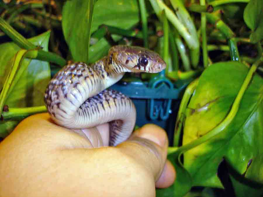 Rubidus female hatchling