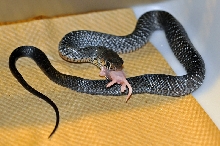 Rubidus hatchling 2009