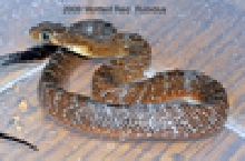 red Drymarchon m. rubidus