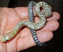 Cool Uni hatchling