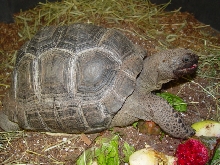 small aldabra