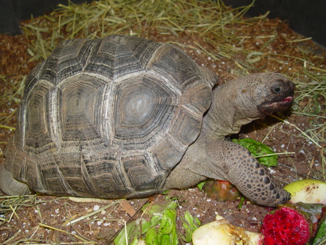 small aldabra