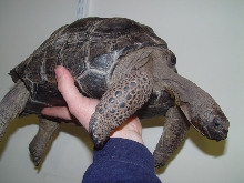 another pic of aldabra