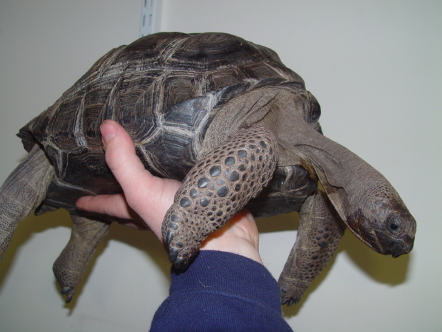 another pic of aldabra