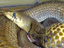 UNICOLOR